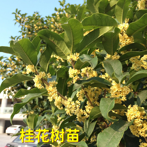桂花大树四季桂树苗八月金桂丹桂