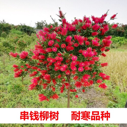 红千层树苗串钱柳四季常绿