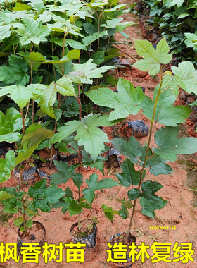 枫香树苗三角枫大树山枫香树名贵苗木枫香叶黑色植物染料造林复绿
