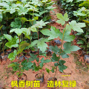 枫香树苗三角枫大树山枫香树名贵苗木枫香叶黑色植物染料造林复绿