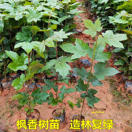 枫香树苗山枫香树药材树三角枫苗