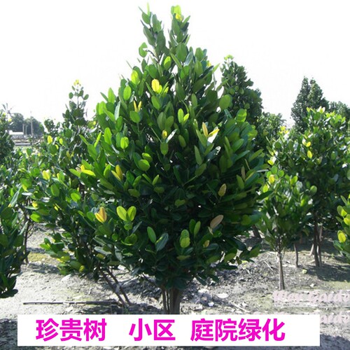 台湾福木树苗庭院绿化树名贵苗木