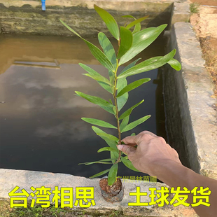 大叶相思台湾相思树苗马占相思造林复绿树山林速生树庭院遮荫常绿
