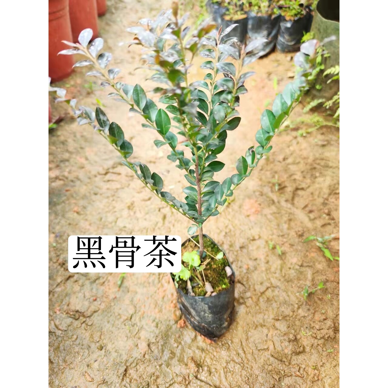 小叶黑骨檀黑骨茶苗枫港柿室内盆栽盆景庭院阳台四季常青净化空气