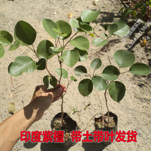 印度小叶紫檀树苗正宗珍贵红木树檀香紫檀苗四季常绿名贵盆栽绿植