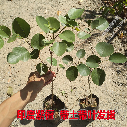 印度小叶紫檀树苗名贵盆景盆栽