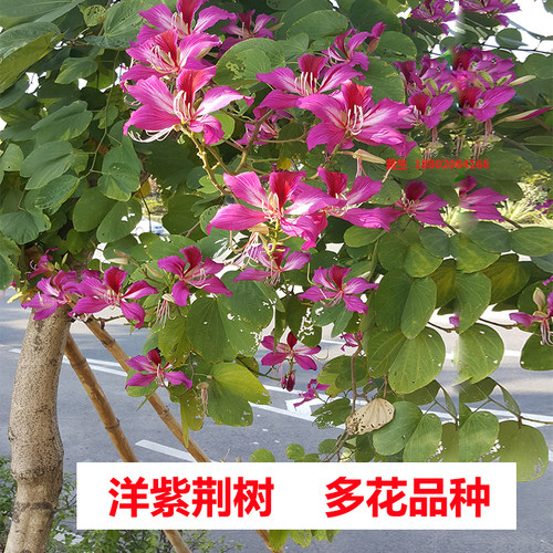 宫粉紫荆树洋紫荆庭院风景树常绿