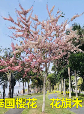 泰国樱花树苗花旗木小苗盆栽地栽四季名贵苗木庭院绿化风景大树