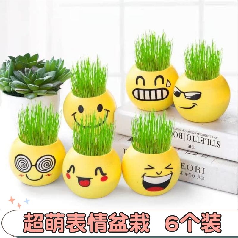 宝宝种植草头娃娃植物绿萝盆栽