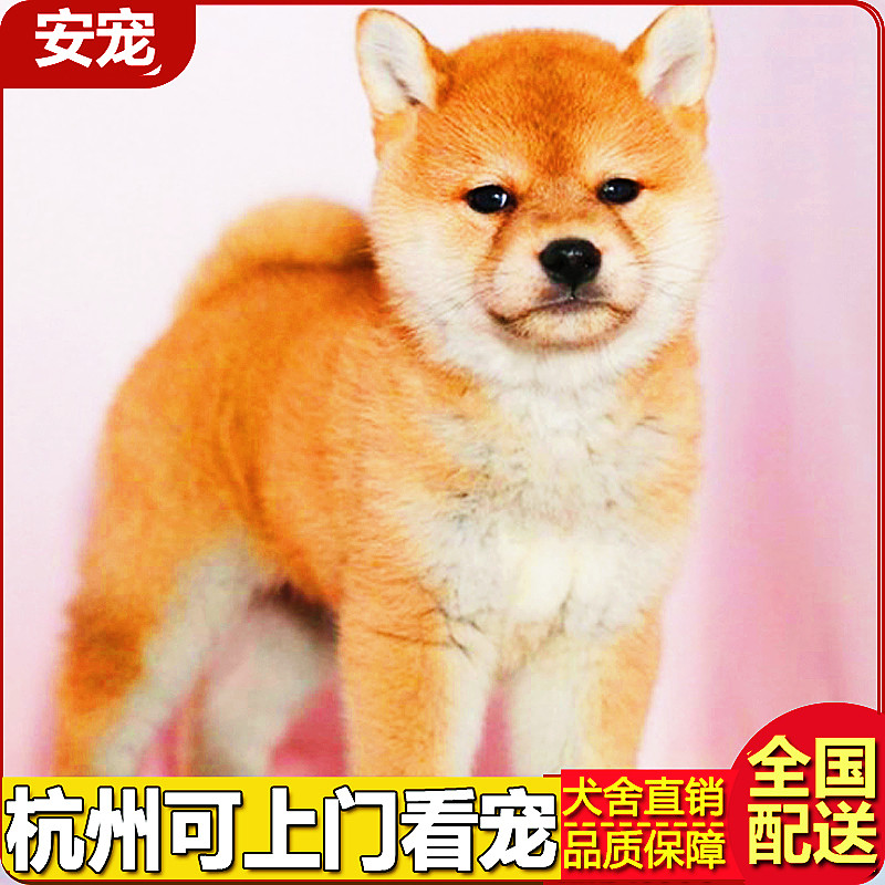 精品柴犬幼犬纯种日本宠物狗赤色黑色白色双血统豆柴犬舍包健康