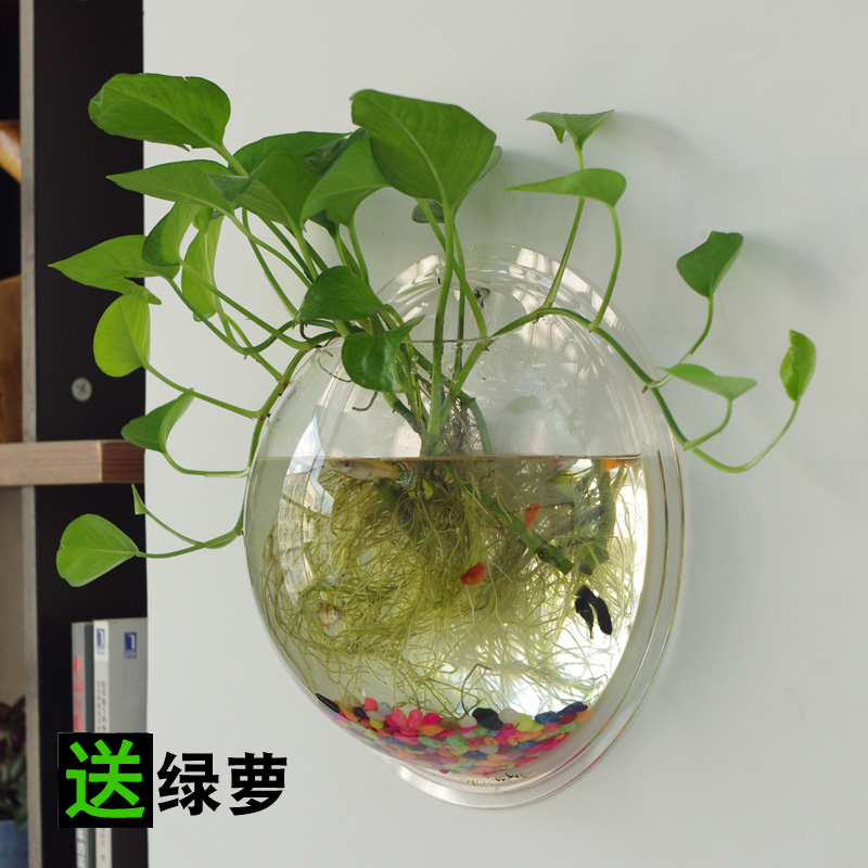水培吊兰花瓶价格 水培吊兰花瓶图片 星期三