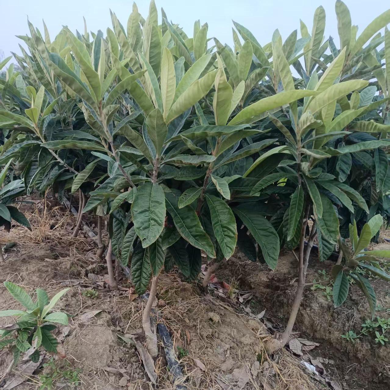 正宗苏州东山白沙白玉枇杷嫁接苗果树现挖带土球家庭果树带果发货