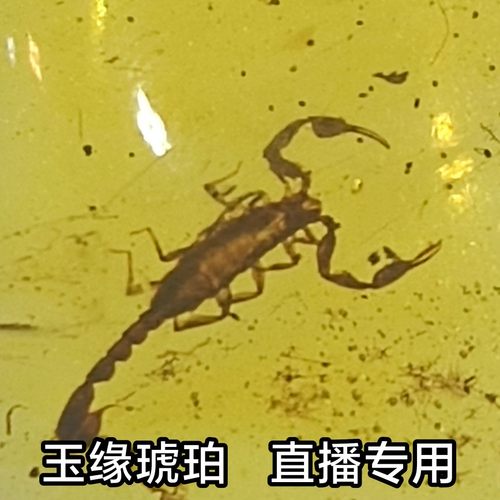 缅甸戒面无优化直播虫珀