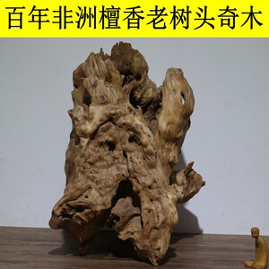 非洲檀香树头奇木香气奶香檀香科檀香树头摆件百年老料奇木收藏