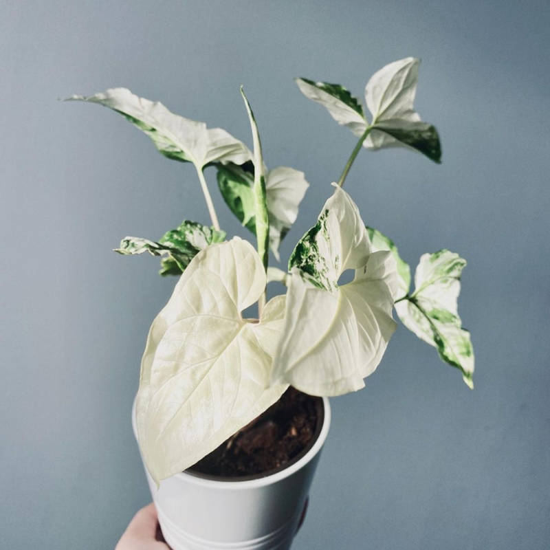 热带雨林锦叶合果芋syngonium 锦叶 网红植物ins风室内盆栽绿植