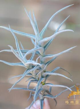 格林稀有品种空气凤梨懒人无土植物T.paleacea粗糠 银叶细绒毛