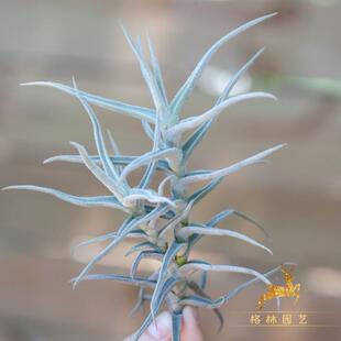 格林稀有品种空气凤梨懒人无土植物T.paleacea粗糠 银叶细绒毛