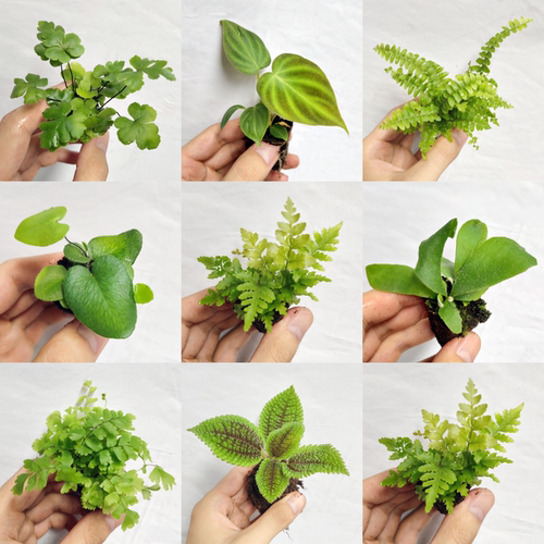 生态缸雨林观叶植物造景专用蕨类