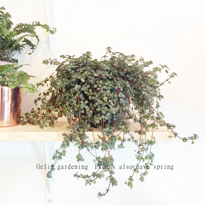 雨林生态造景蕨类植物 bb草 灰绿冷水花客厅办公室内盆栽观叶绿植