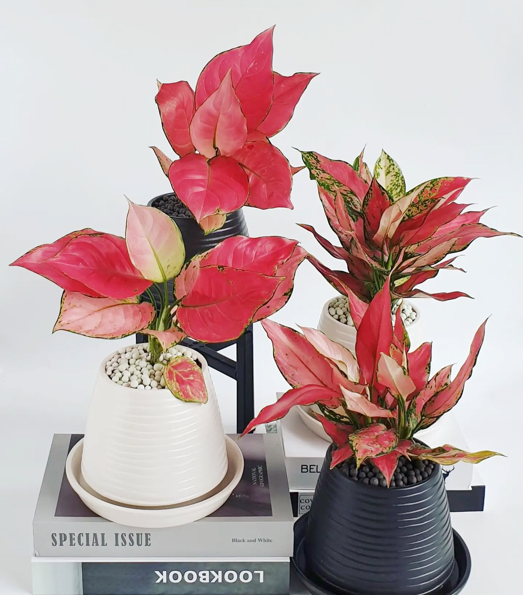 室内桌面盆栽吉利红 中国红粗肋草植物吉祥花卉净化空气四季艳红