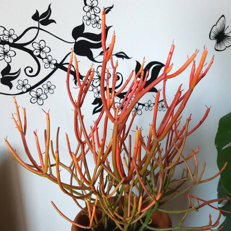 北欧ins 火焰红珊瑚室内多肉植物树光棍树绿玉树光棍树绿植盆栽