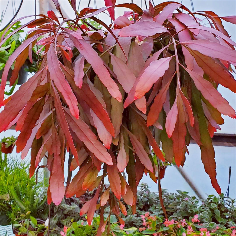 网红热带雨林缸室内阳台红珊瑚红叶丝苇昙花垂吊植物盆栽花卉观叶