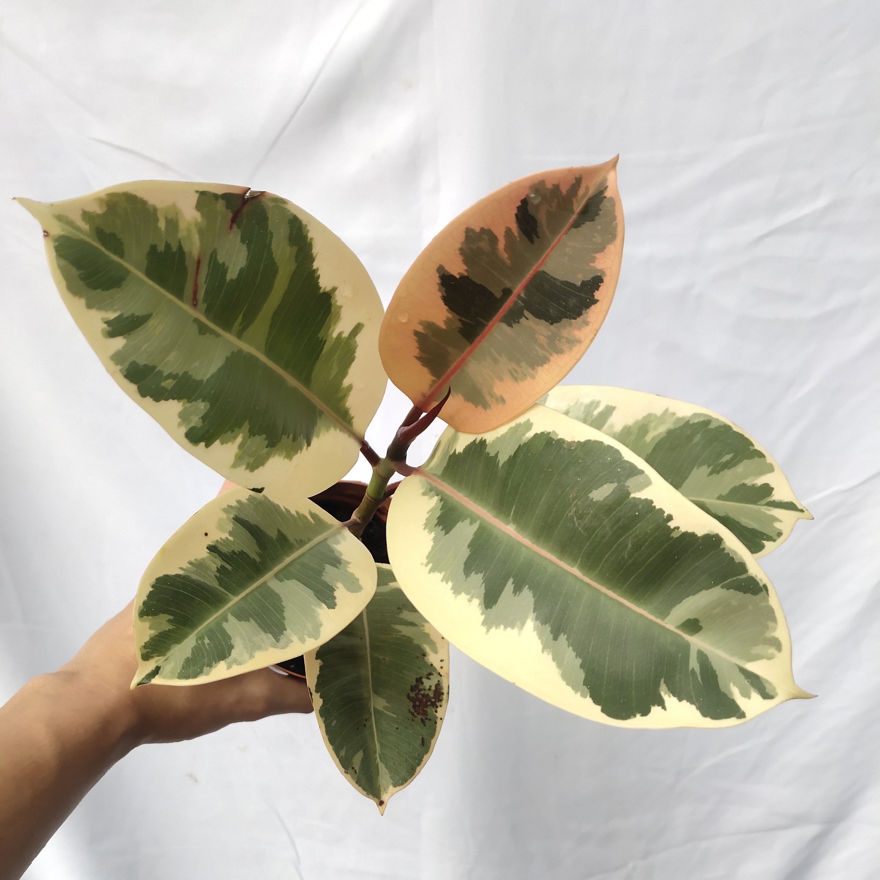 老桩黑金刚花金刚橡皮树 室内客厅盆栽花卉防辐射净化空气办公桌