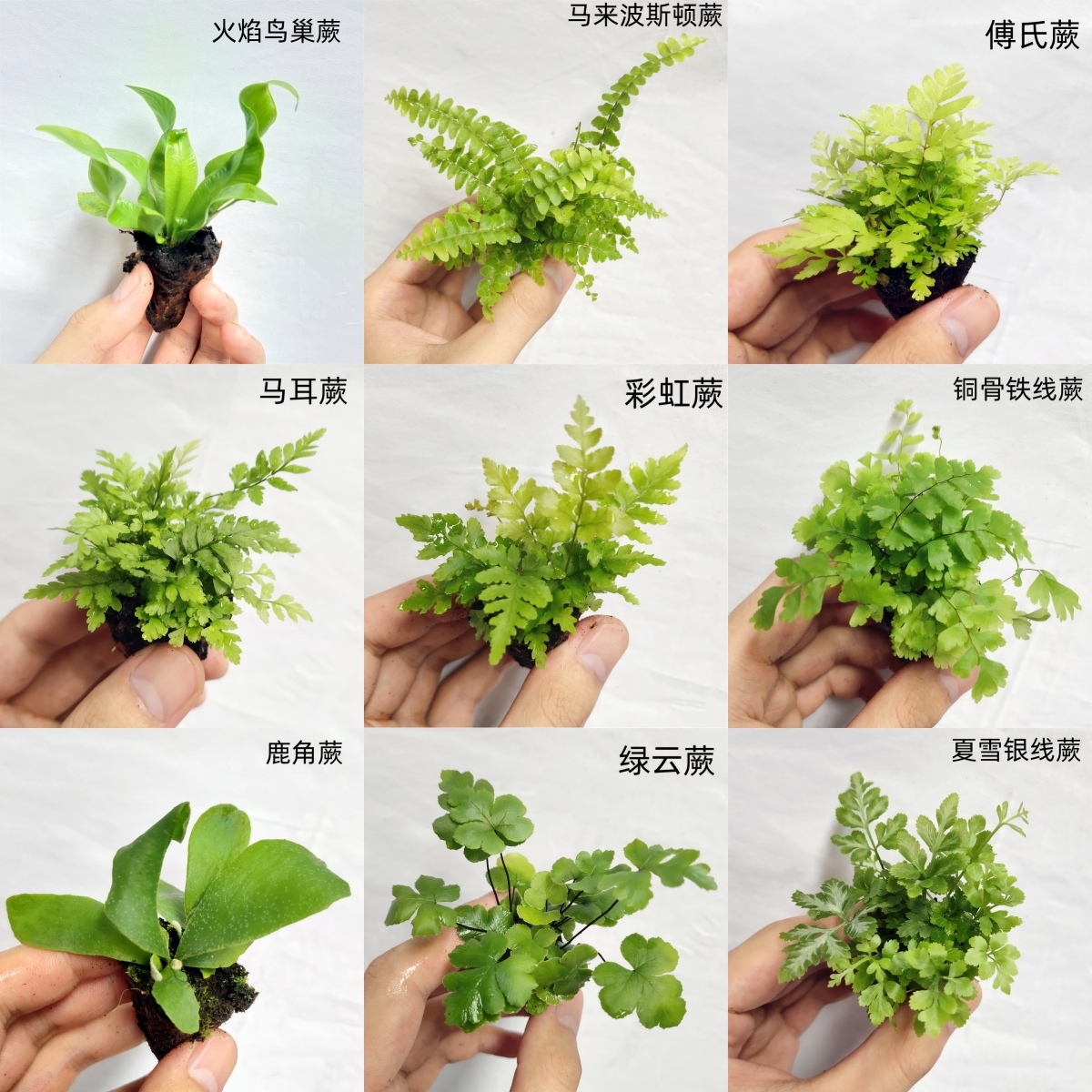 蕨类生态缸雨林缸观叶