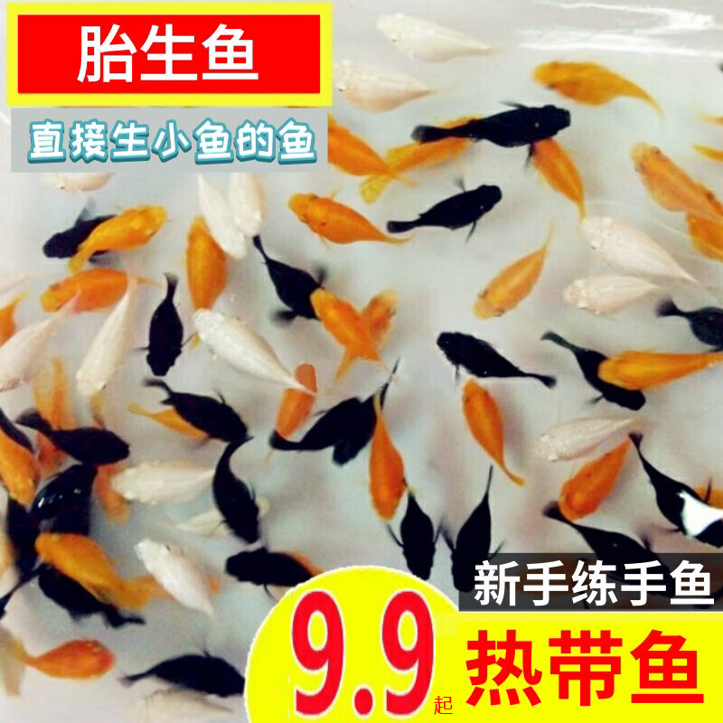胎生鱼玛丽鱼热带观赏鱼黑玛丽球鱼黑尾月光活鱼孔雀鱼热带皮球鱼