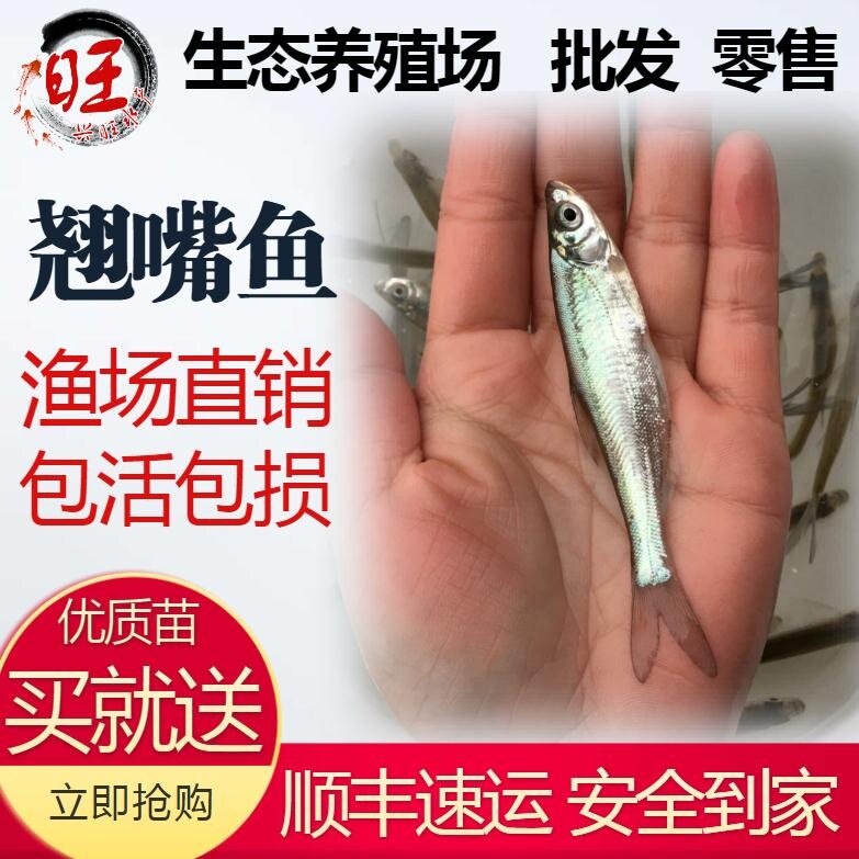 翘嘴鱼苗翘嘴鲌白鱼苗刁子鱼大米翘壳翘嘴巴撅嘴鱼苗淡水鱼苗活体