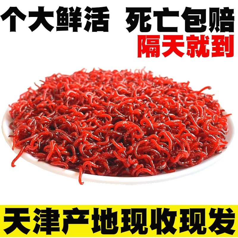 天津红虫鲜活钓鱼拉饵喂鱼鲫鱼饵黑头特大号公红虫母红虫活体活饵