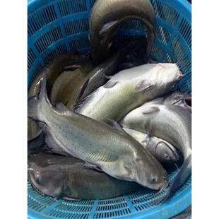 优质叉尾鱼苗斑点叉尾鮰鱼 钳鱼苗沟鲶鱼苗回鱼大型淡水养殖包活