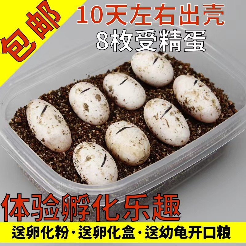 小乌龟蛋可孵化套装受精龟蛋中华草龟蛋墨龟鳄龟蛋小宠物乌龟活物,宠物/宠物食品及用品,龟/鳖,淘宝优惠券,粉丝福利购,淘宝优惠卷