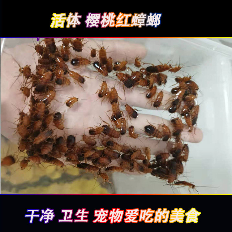 现货樱桃红蟑螂 樱桃蟑螂 蜘蛛爬虫/鸣虫食物