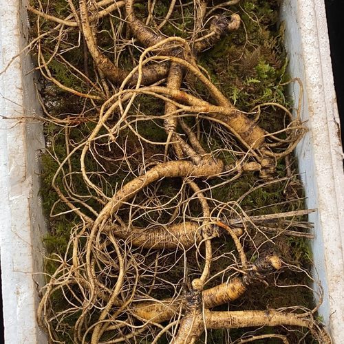 长白山林下参林下籽林下山参单颗成斤池底货老残参（需要洗备注）