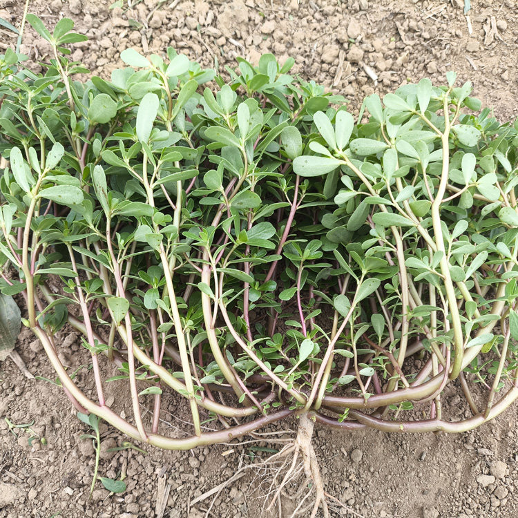 天然新鲜老马齿苋带根红梗马蜂菜长寿菜五行草散装野生现挖现发