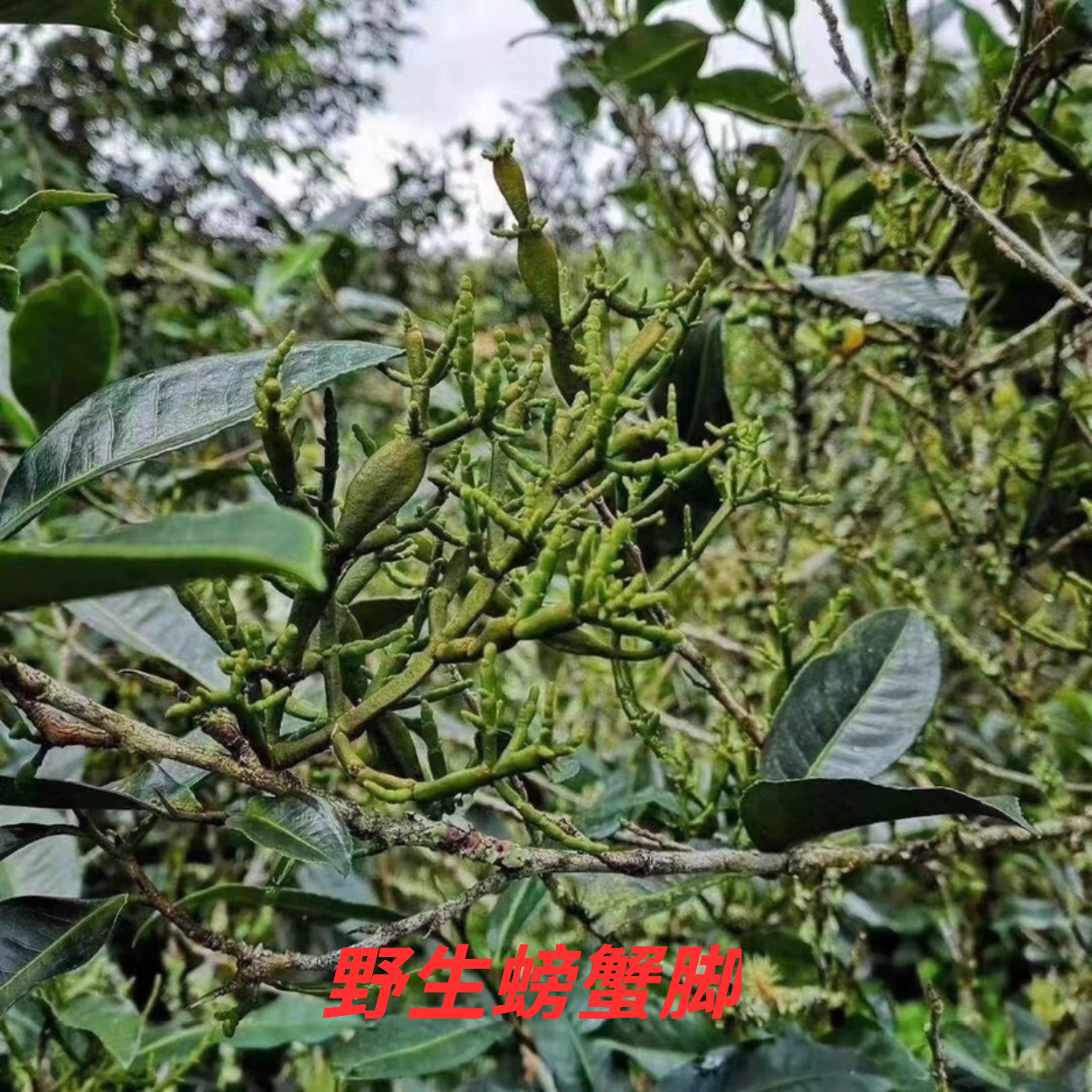 正宗云南野古树螃蟹脚茶普洱茶伴侣古茶树寄生植物精选散装泡茶