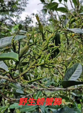云南野古树螃蟹脚普洱茶伴侣