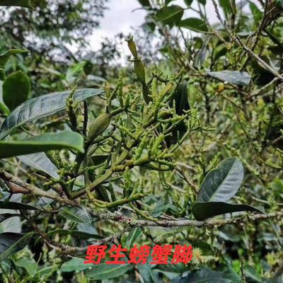 云南野古树螃蟹脚普洱茶伴侣