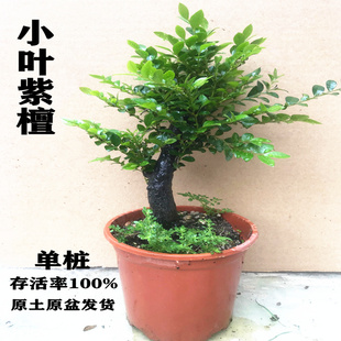 小叶紫檀盆景植物室内客厅盆栽花卉四季 包邮 常青易养绿植净化空气