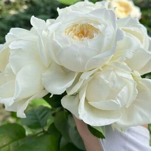 皎月仙子 月季 浓香灌木 多季节开花