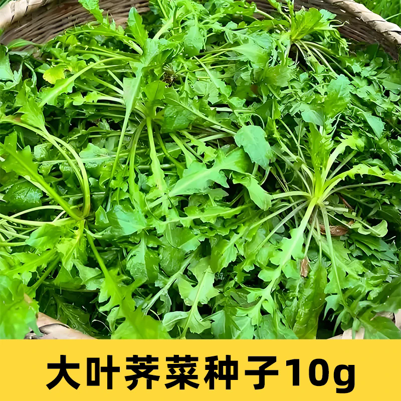 荠菜种子大叶香荠菜蔬菜籽10g