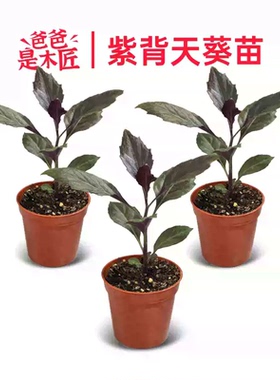 紫背天葵苗紫背菜苗带根四季阳台血皮菜蔬菜观音菜苗 爸爸是木匠