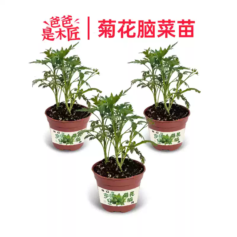 菊花叶菜苗南京特产菊花脑蔬菜苗叶菜野菜食用菊花盆栽爸爸是木匠