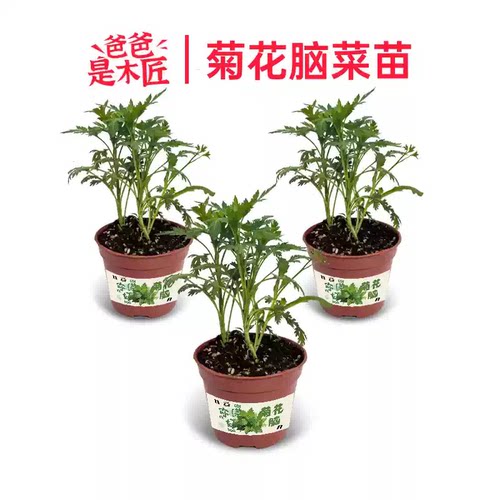 菊花叶菜苗南京菊花脑爸爸是木匠