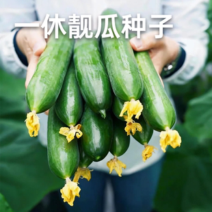 一休靓瓜全雌水果黄瓜种子生吃小黄瓜家庭阳台蔬菜种籽爸爸是木匠