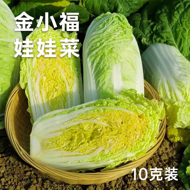 金小福娃娃菜种子10g小白菜种籽
