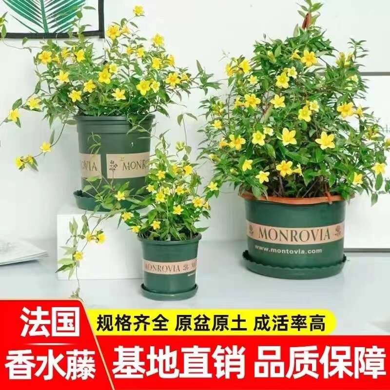 法国香水茉莉盆栽茉莉花带花发货