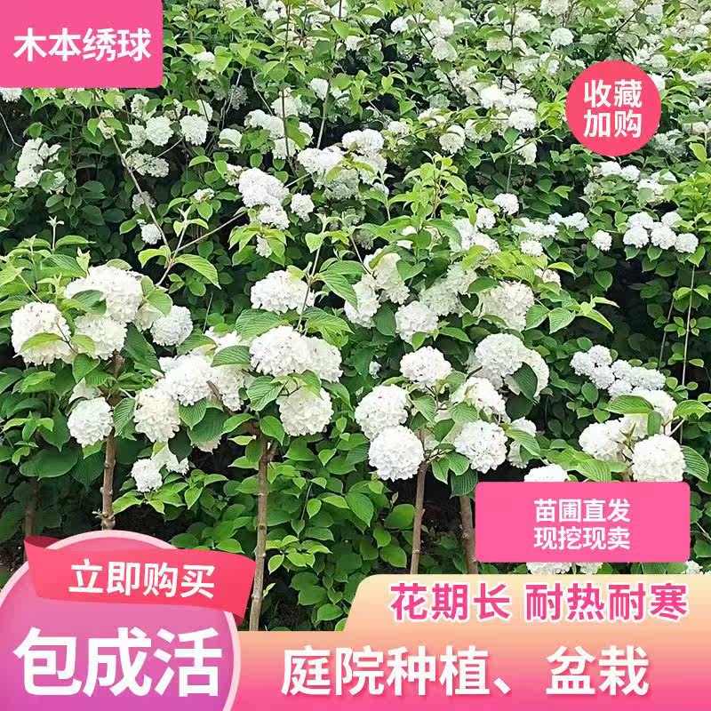 中华木绣球白色大花四季开花