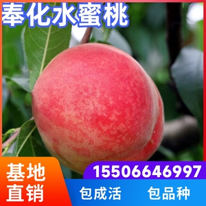 奉化水蜜桃苗嫁接活苗南方北方特大庭院地栽阳台盆栽果树当年结果